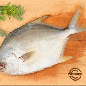 GOLDEN POMFRET (CLEANED)