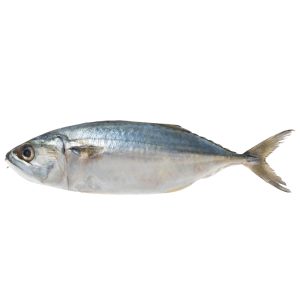 KEMBONG FISH (CLEANED)